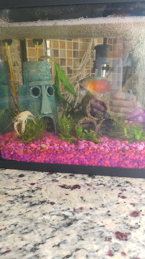 Pet Supply Store «Petco Animal Supplies», reviews and photos, 13 Welles St, Glastonbury, CT 06033, USA