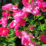 Photo n°3 de l'avis de Sylvia.a fait le 29/07/2021 à 20:14 sur le  Hotel Restaurant Die Krone - Sulzbach-Laufen à Sulzbach-Laufen