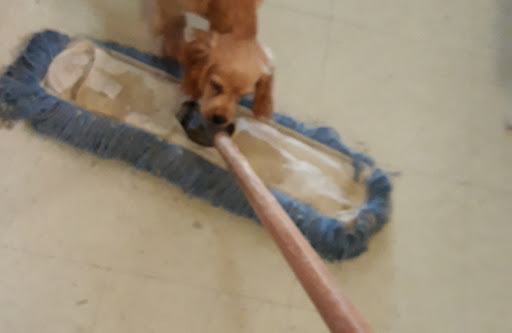 Pet Store «Kamms Plaza Pet & Supply», reviews and photos, 17454 Lorain Ave, Cleveland, OH 44111, USA