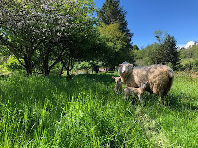 La Ferme Les Calies à Lesterps