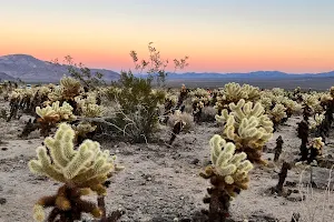 Cholla Cactus Garden image