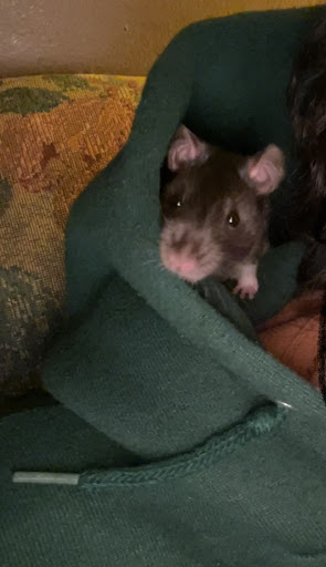 Pet Supply Store «Petco Animal Supplies», reviews and photos, 7907 State Highway N, Dardenne Prairie, MO 63368, USA