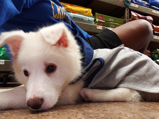 Pet Supply Store «Pet Supplies Plus», reviews and photos, 1704 Greenville Ave, Dallas, TX 75206, USA