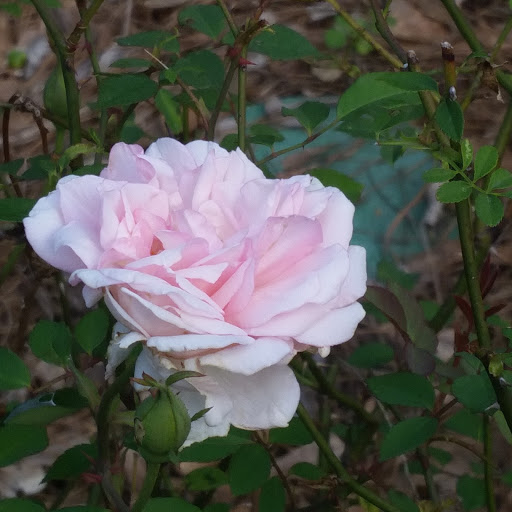 Park «Jesse H. Jones Park & Nature Center», reviews and photos, 20634 Kenswick Dr, Humble, TX 77338, USA