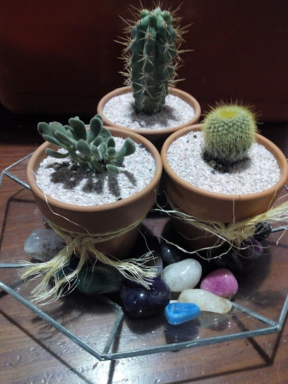 Vivero Maisha Cactus