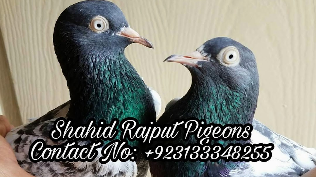 Shahid Rajput Pigeons