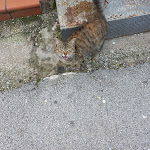 Photo n°13 de l'avis de Tommy.D fait le 01/02/2024 à 23:12 sur le  Colli Tifatini à Caserta