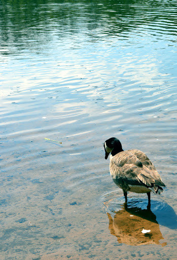 Water Park «Seascape Family Aquatic Center», reviews and photos, 1300 Moon Lake Blvd, Hoffman Estates, IL 60169, USA
