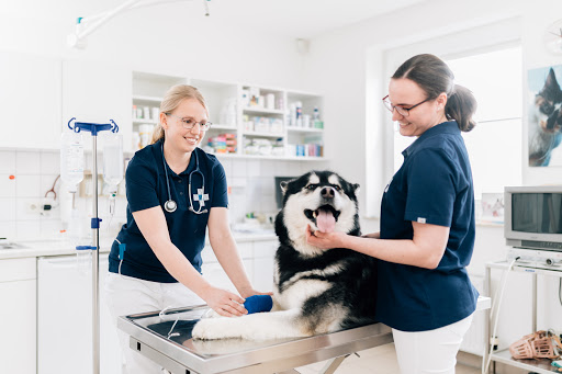 Dr.med.vet. Wolfgang Pante veterinarian unter Melle, Niedersachsen