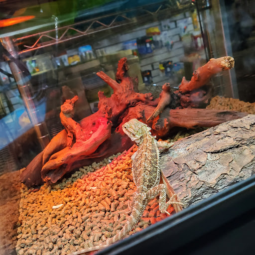 Pet Store «Pet Resources», reviews and photos, 814 Westchester Ave, Bronx, NY 10455, USA