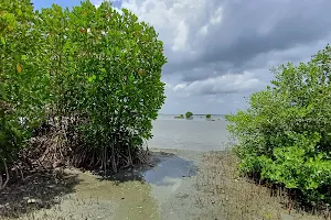 Maryland Mangrove Island image