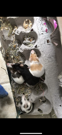 Paws N’ Claws - Photo 4 - Car repair in San Antonio, TX, San Antonio