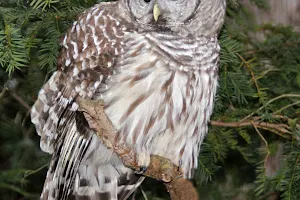 Stillman Nature Center image