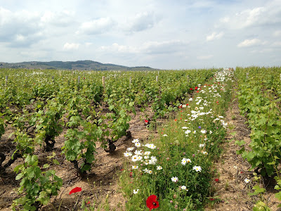 Domaine André Colonge et Fils à Lancié