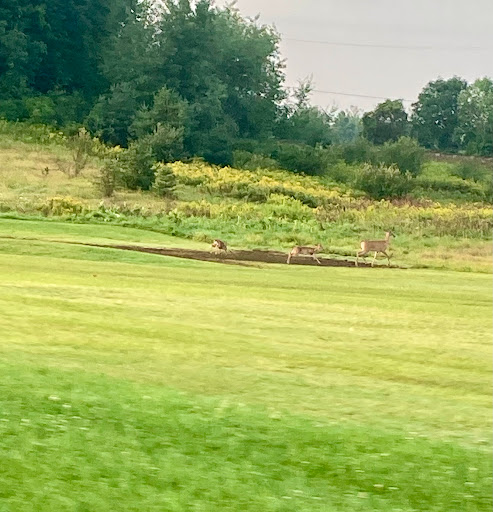 Golf Course «Belle River Golf Course», reviews and photos, 12564 Belle River Rd, Memphis, MI 48041, USA