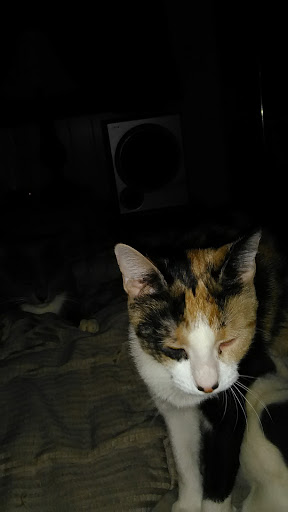 Pet Supply Store «Pet Needs Etc», reviews and photos, 5664 N Telegraph Rd, Dearborn Heights, MI 48127, USA