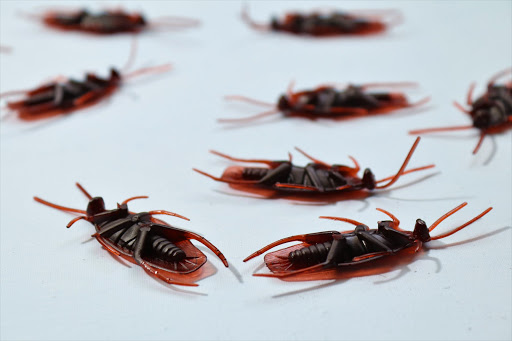 Cockroach fumigation companies Auckland