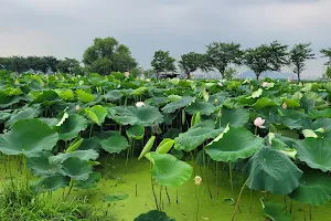 Siheung Lotus Theme Park image