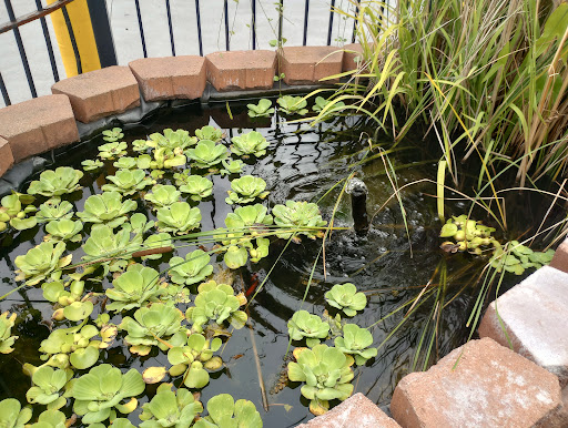 Pet Store «Critter Pet Shop», reviews and photos, 19309 Ecorse Rd, Allen Park, MI 48101, USA