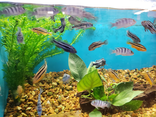 Pet Supply Store «Pet Supermarket», reviews and photos, 1125 Royal Palm Beach Blvd, Royal Palm Beach, FL 33411, USA