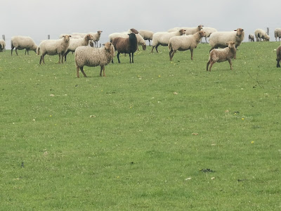 Ferme Paysanne des Cheigneux à Tréfols