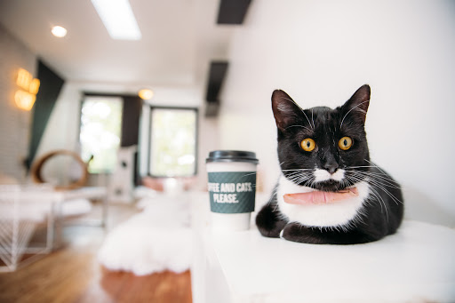 Crumbs & Whiskers | Kitten & Cat Cafe.