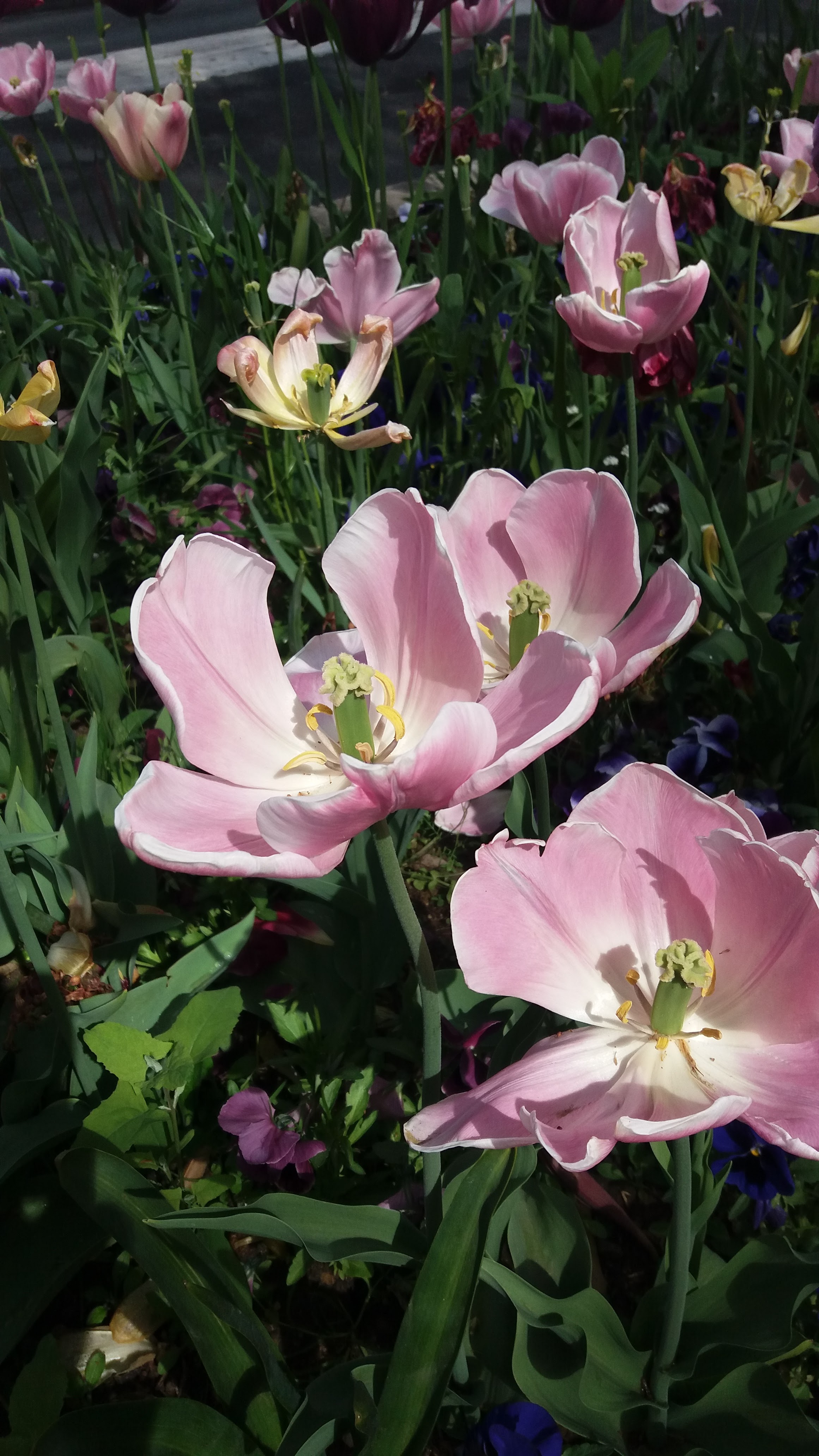 Photo n° 5 de l'avis de Jose.o fait le 22/05/2019 à 12:28