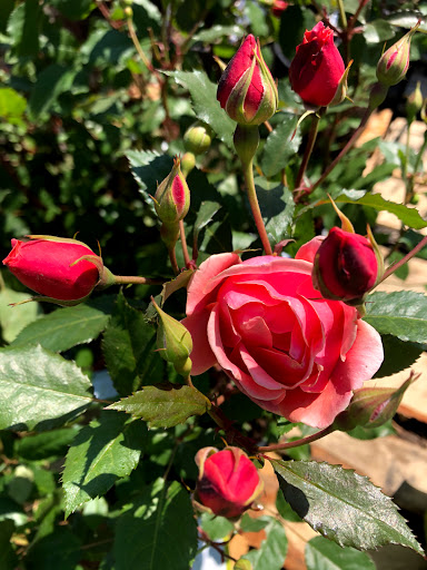 Home Improvement Store «Menards», reviews and photos, 200 Menard Ln, Marion, IA 52302, USA