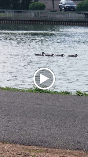 Park «Roosevelt Park», reviews and photos, Roosevelt Dr, Edison, NJ 08837, USA