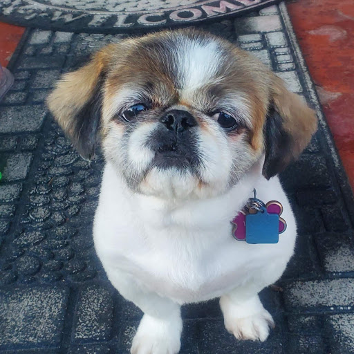 Pet Supply Store «PetSmart», reviews and photos, 6243 College Dr, Suffolk, VA 23435, USA