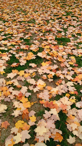 Park «Lake Boren Park», reviews and photos, 13058 SE 84th Way, Newcastle, WA 98056, USA