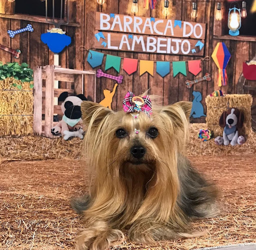 Logo da empresa - Mani Pet Shop