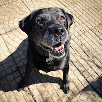 Pawfessional Pet Sitter - Photo 5 - Car repair in , Indianapolis