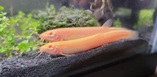 Pet Supply Store «Petco Animal Supplies», reviews and photos, 5125 Jonestown Rd #195, Harrisburg, PA 17112, USA