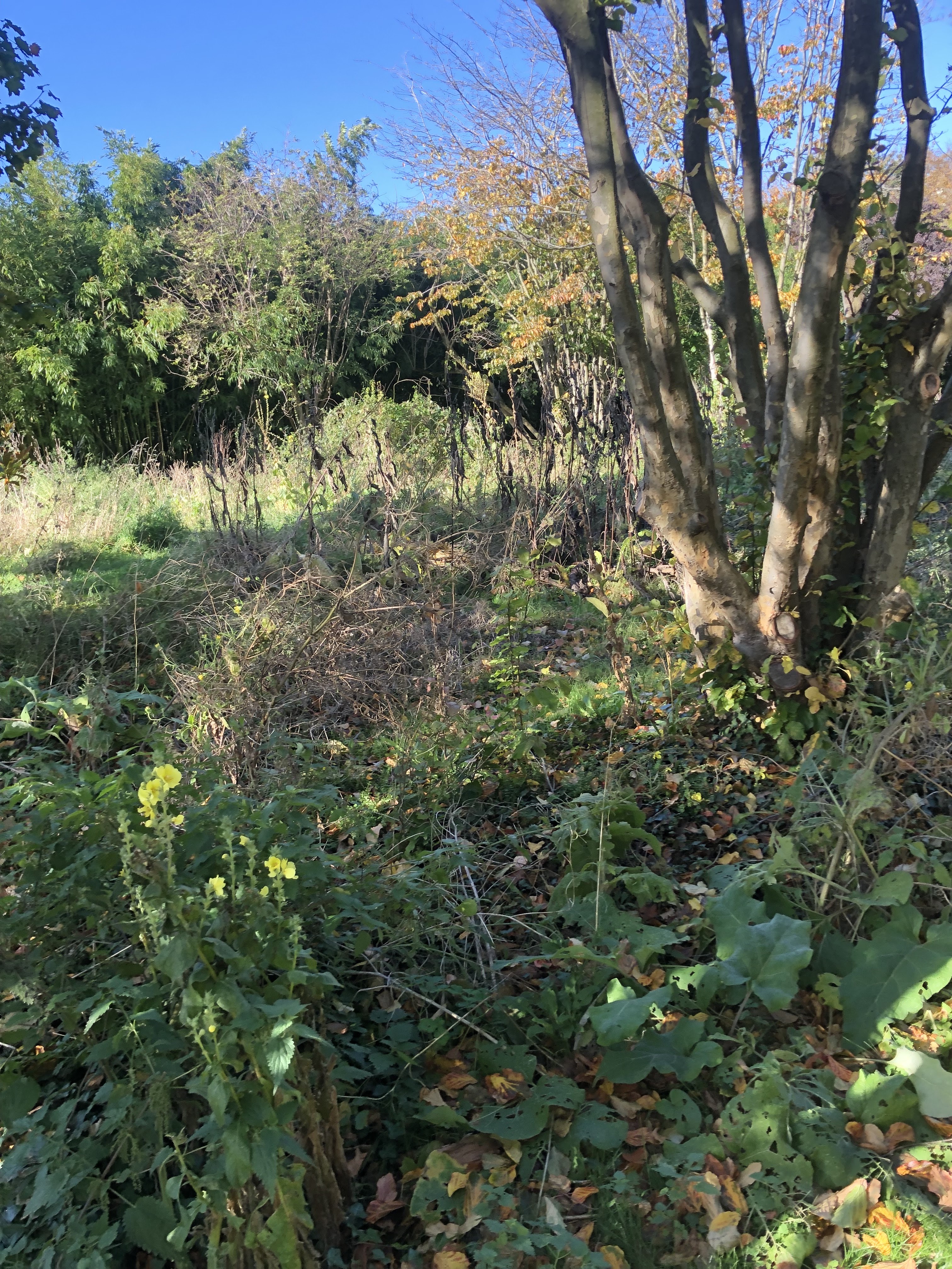 Photo n° 44 de l'avis de Jean.o fait le 22/11/2018 à 10:25