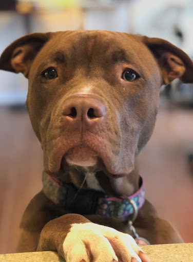 Pet Boarding Service «Howliday Inn Suites & Treats Pet Resort», reviews and photos, 1 Davis Ct, Hurricane, WV 25526, USA