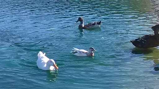 Shopping Mall «Shops At Dos Lagos», reviews and photos, 2780 Cabot Dr #140, Corona, CA 92883, USA