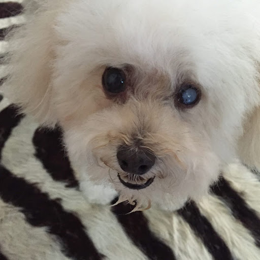 Pet Supply Store «Grand Lake All About Pets», reviews and photos, 3335 Grand Ave, Oakland, CA 94610, USA