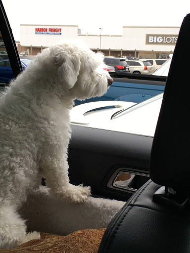 Pet Store «Tri-Creek Kennels», reviews and photos, 5641 US-129, Pendergrass, GA 30567, USA