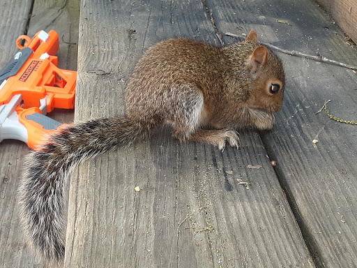 Pet Supply Store «PetSmart», reviews and photos, 7765 Airport Blvd #901, Mobile, AL 36608, USA