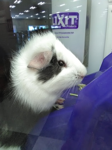 Pet Supply Store «Petco Animal Supplies», reviews and photos, 2784 W Peoria Ave, Phoenix, AZ 85029, USA