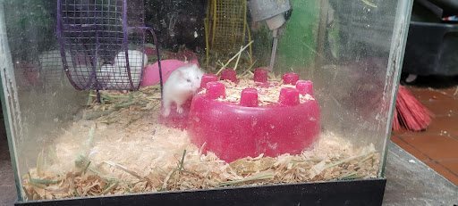 Animal Feed Store «All Pet Feed & Tack», reviews and photos, 25598 E Baseline St, San Bernardino, CA 92410, USA