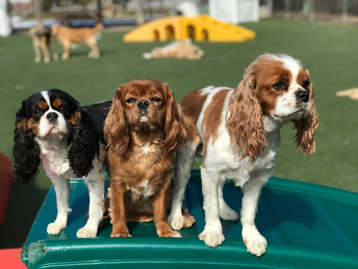 Pet Store «Happy, Clean and Smart», reviews and photos, 5700 W Kilgore Ave, Muncie, IN 47304, USA