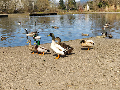 Park «Alton Baker Park», reviews and photos, 100 Day Island Rd, Eugene, OR 97401, USA