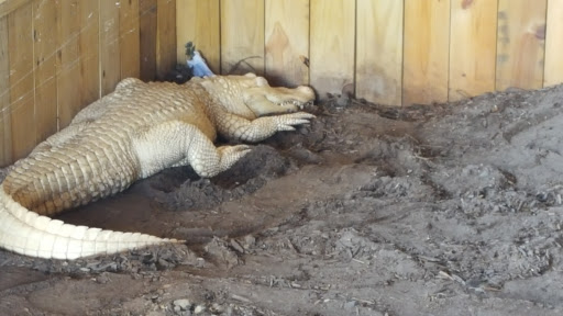 Live Music Venue «House of Blues Myrtle Beach», reviews and photos, 4640 Hwy 17 S, North Myrtle Beach, SC 29582, USA