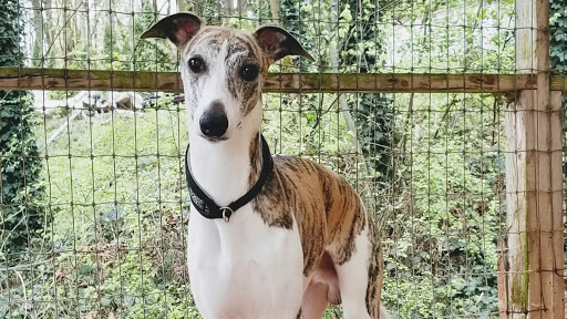 B-I-S Pet Grooming, 5670 Main St, Springfield, OR 97478, USA, 