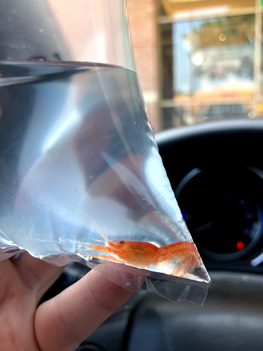 Pet Supply Store «Odyssey Pets», reviews and photos, 14999 Preston Rd #400a, Dallas, TX 75254, USA