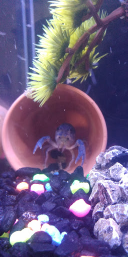 Pet Supply Store «PetSmart», reviews and photos, 5 Mystic View Rd, Everett, MA 02149, USA