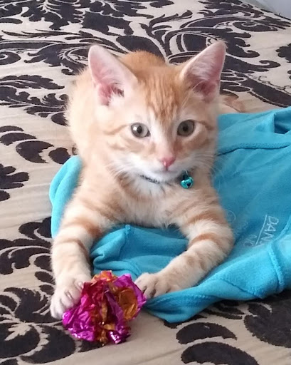 Pet Supply Store «Pet Supplies Plus», reviews and photos, 7467 St Andrews Rd, Irmo, SC 29063, USA