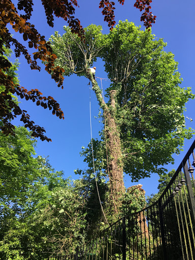 Oakwood Tree Services